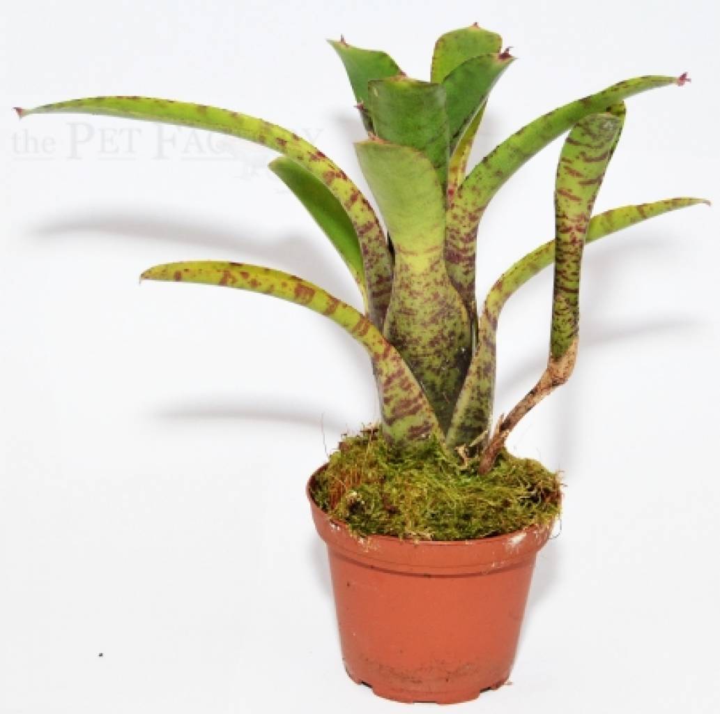 Neoregelia tigrina